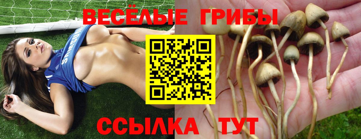 Галлюциногенные грибы Psilocybine cubensis Сызрань